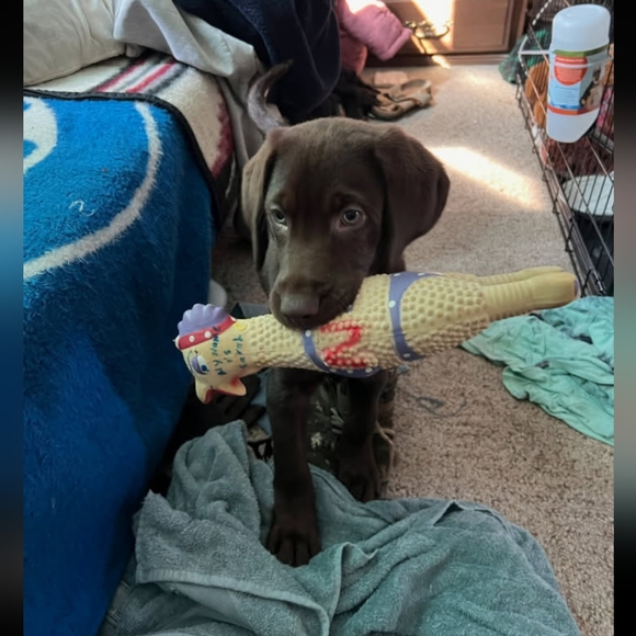 Meet your Posher, Sarah - Picture 6 of 11